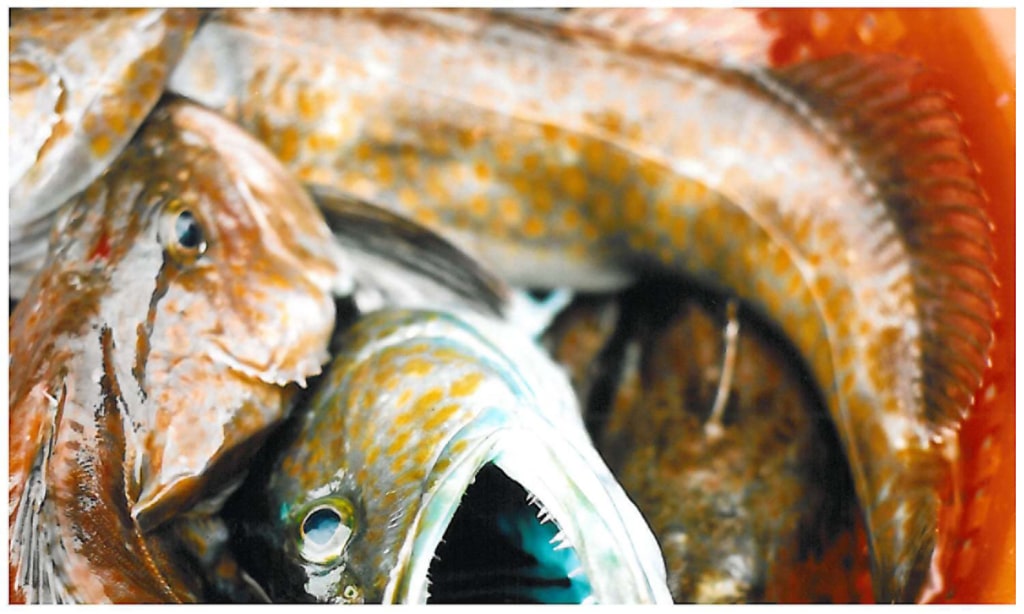 Lingcod caught in bottom trawling