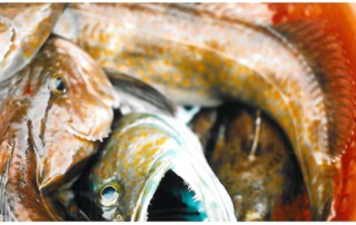 Lingcod caught in bottom trawling