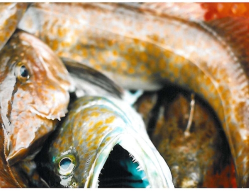 Bottom trawling: Fishing reform is possible