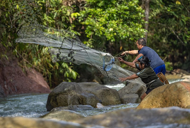 Two people using nets to harvest fish from theriver
