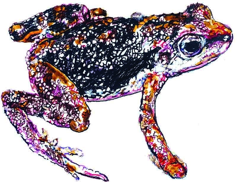 Frog illustration