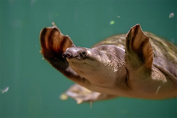 Pig-nosed turtle