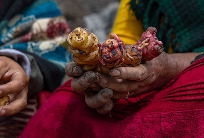hands holding vegetables