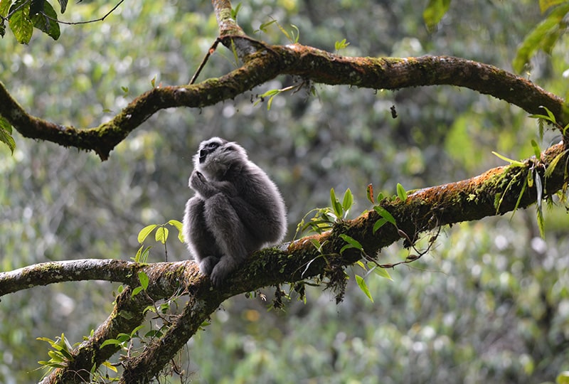 A sub adult javan gibbon learn to make a song.jpg