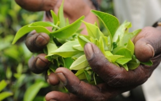 Hands holding leaves