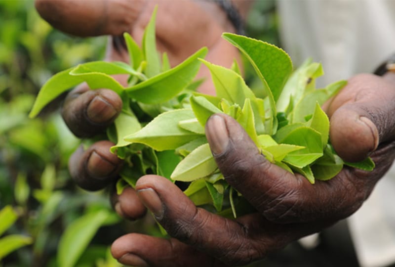 Hands holding leaves