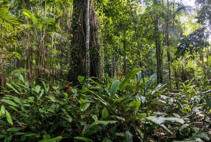 Forest landscape in southeast Brazil.