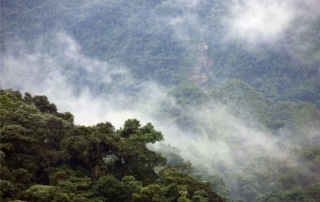 Ecuadorian Cloud forest
