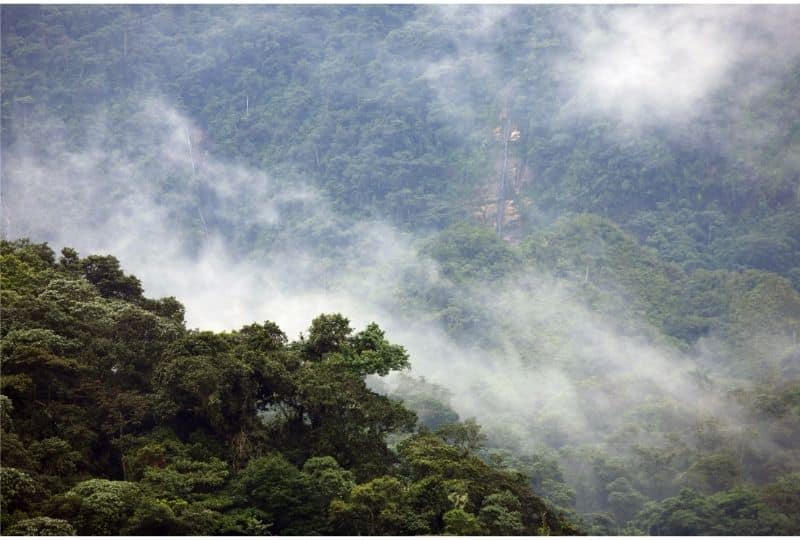 Ecuadorian Cloud forest