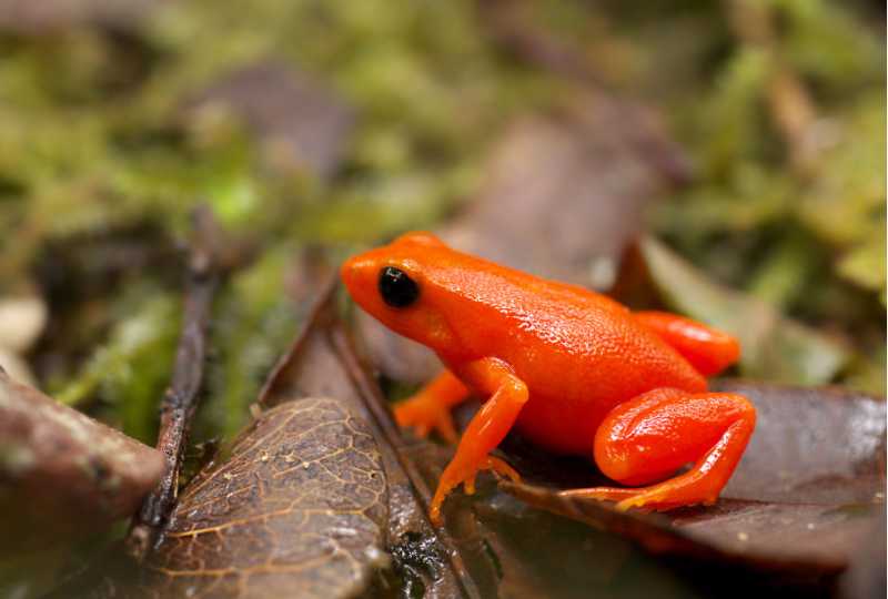 orange frog sat on a brown leaf