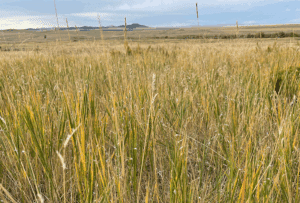 Short-grass prairie
