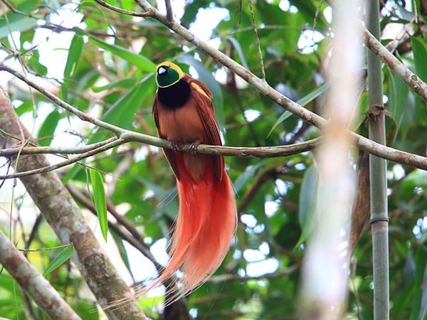 A beautiful red-orange bird of paradise sitting on a branch in Papua New Guinea