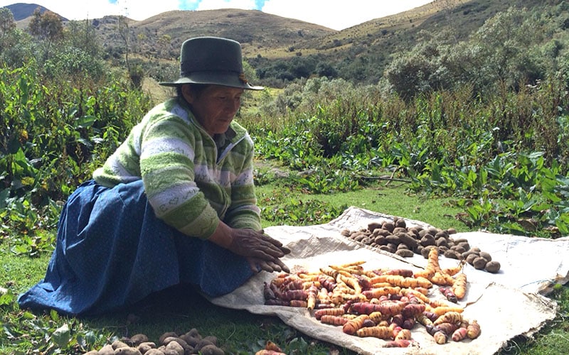 A woman potato farmer sits with her crop of potatoes in the Peruvian Andes