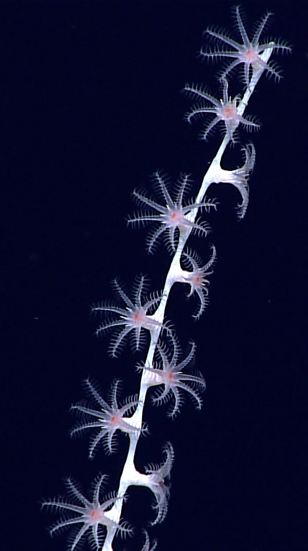 White octocoral