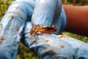 a small frog in a gloved hand