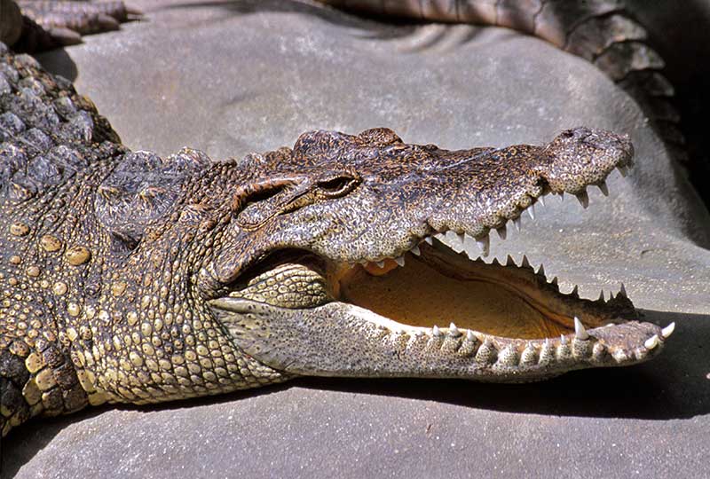 Siamese Crocodile