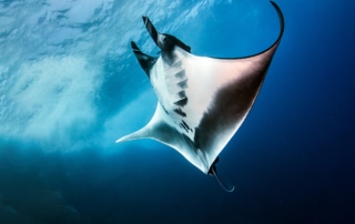 Manta ray