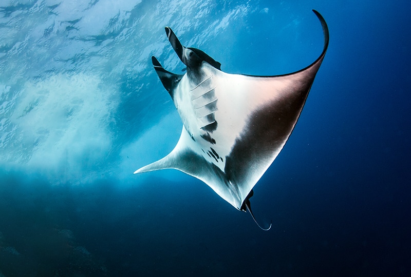 Five ocean success stories from 2025