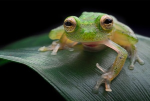 A Tropical glass frog perched on a leaf.
