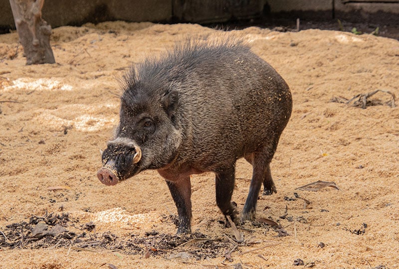A Visayan warty pig stood in sand