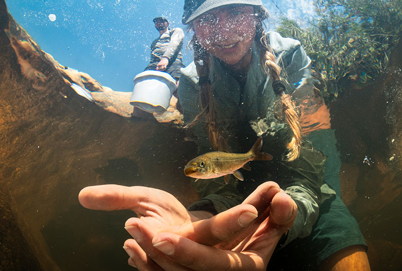 jeremy-shelton- Underwater shot of a fish being released in the water.