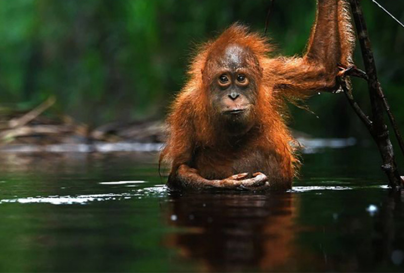 orangutan Kristina Gjerde with her husband and son, smiling and posing for a photo at the Ocean Stewardship Award event