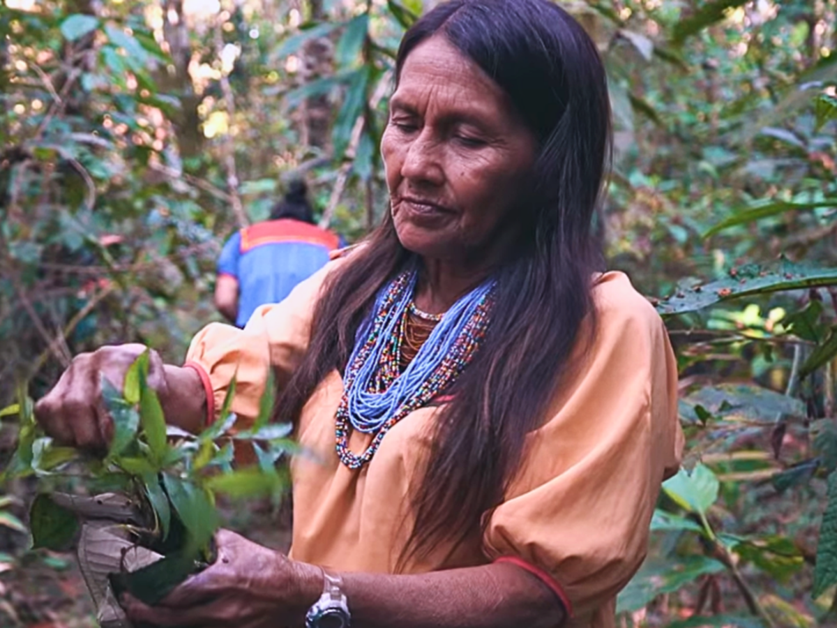 Enable the resilience of Indigenous Peoples and local communities’ living culture. © Resguardo Santa Rosa del Guamuez Woman picking leaves
