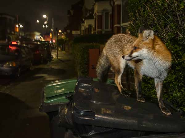 A red fox next to a turned over food bin on a street in London at night