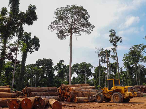 A wheel loader loads up logs against a backdrop of a few trees still standing in an area of Amazon rainforest