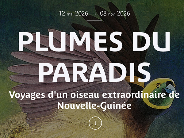 Screenshot of the Plumes from Paradise exhibition advertised on the Musee du Quai de Branly website showing a colourful illustration of a bird of paradise behind the title