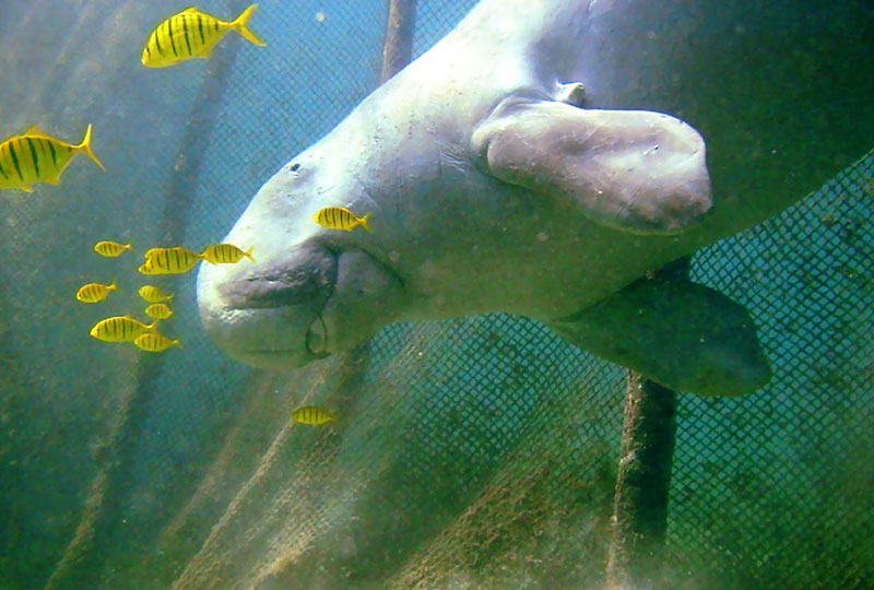 Image of a Dugong swimming behind a few small black and yellow striped fish.