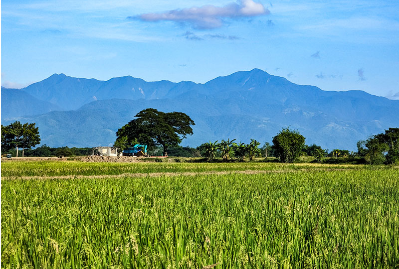 Image of rice field in Nueva Ecija with the Sierra Madre Mountains in the background. Image: MDV Edwards, iStock