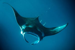 Manta ray swimming through dark water.
