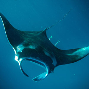 Image of manta ray swimming through dark water.
