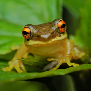 Green-yellow frog with red eyes on a leaf