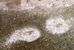 Two blacktip reef sharks swimming through a school of fish.