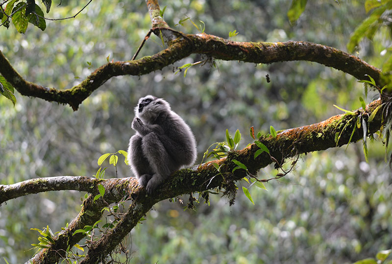 Image of a gray and white javan gibbon with a black face crouching on a tree branch with it's mouth open in song. The background is of the rainforest the gibbon inhabits.
