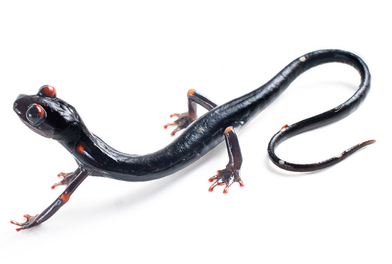 Image of a black nimble long-limbed salamander with small spots of red and orange.