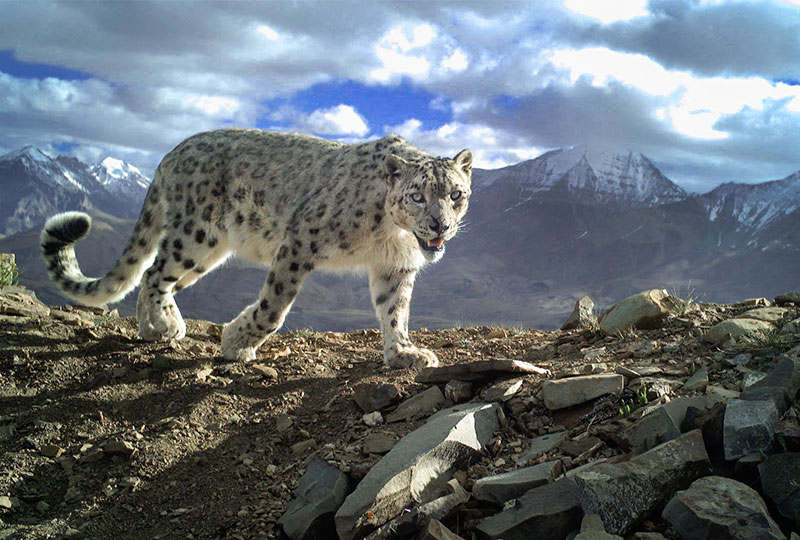 A snow leopard walking across a rocky mountain region.